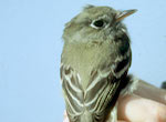 bird's thumbnail