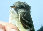 bird's thumbnail