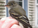 bird's thumbnail