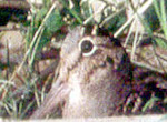 bird's thumbnail