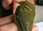 bird's thumbnail