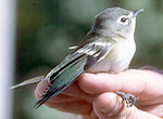 bird's thumbnail