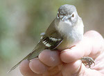 bird's thumbnail