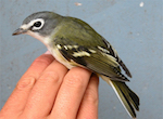 bird's thumbnail