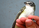 bird's thumbnail