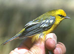 bird's thumbnail