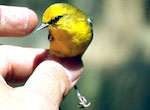 bird's thumbnail