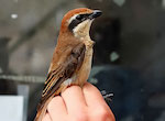 bird's thumbnail