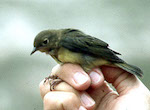 bird's thumbnail