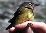 bird's thumbnail