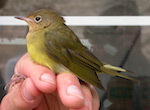 bird's thumbnail