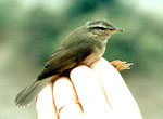 bird's thumbnail