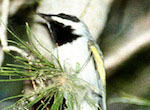 bird's thumbnail