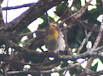 bird's thumbnail