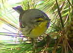 bird's thumbnail