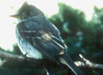 bird's thumbnail