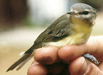 bird's thumbnail