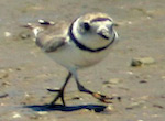 bird's thumbnail