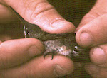 bird's thumbnail