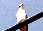 bird's thumbnail