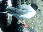 bird's thumbnail