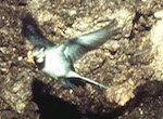 bird's thumbnail