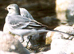 bird's thumbnail