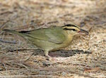 bird's thumbnail