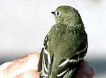 bird's thumbnail