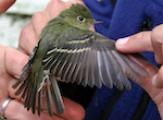 bird's thumbnail