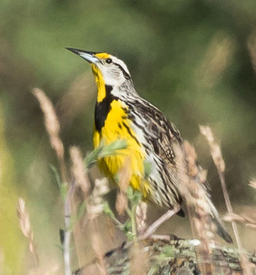 Eastern Meadowlark