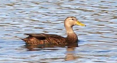 Mexican Duck