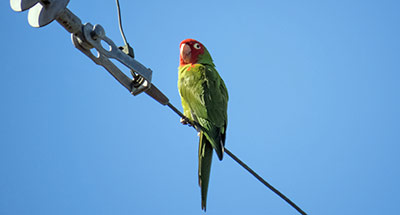 Red-masked Parakeet