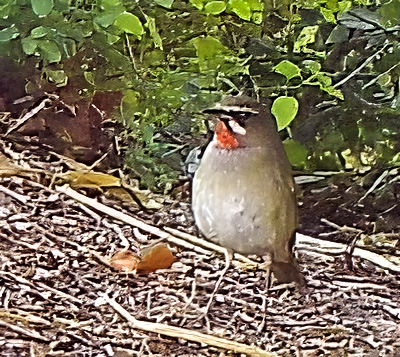 Siberian Rubythroat