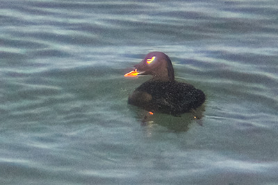 Stejneger's Scoter