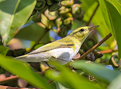 Wood Warbler