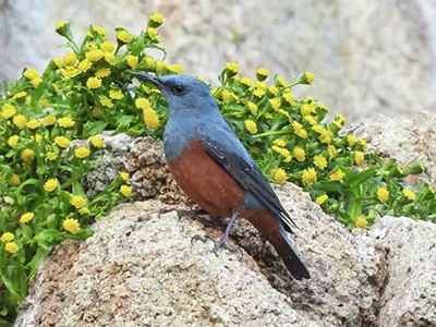 Blue Rock-thrush