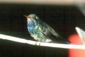 Broad-billed Hummingbird