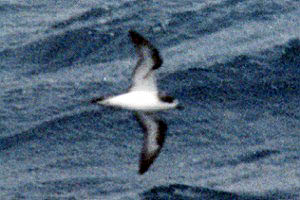 Dark-rumped Petrel