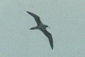 Dark-rumped Petrel
