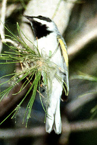 Golden-winged Warbler