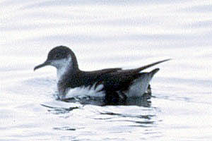 Manx Shearwater