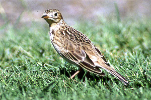 Sprague's Pipit